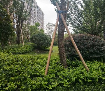 绿城九龙仓桂语江南