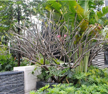 珠江颐德公馆(别墅)