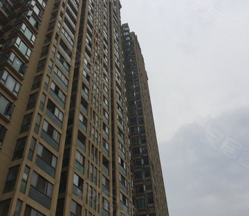 金色梧桐