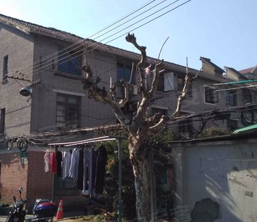 曹杨七村