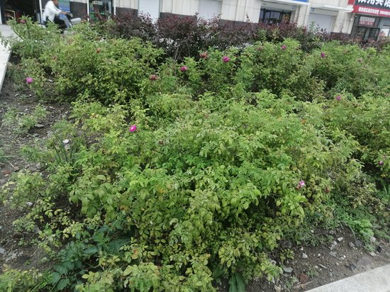 凯悦世纪广场写字楼 