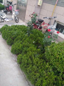 圖片